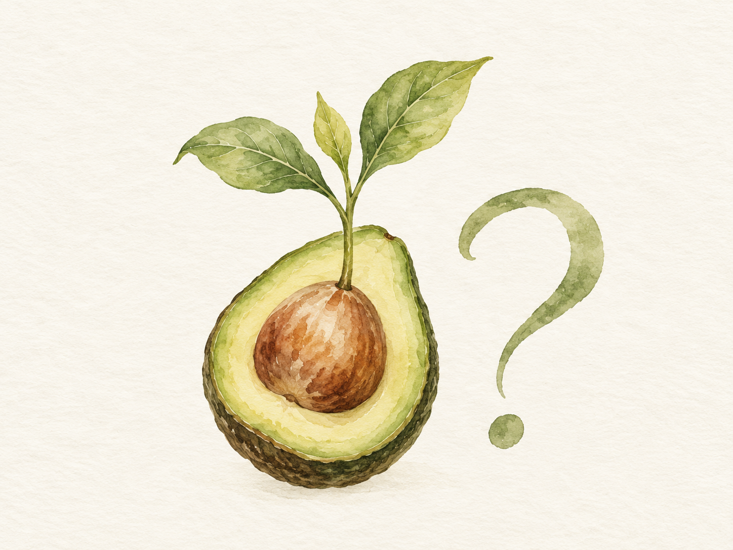 Acuarela de una palta germinando junto a un signo de pregunta