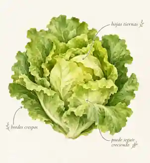 Lámina botánica de lechuga acuarelada con anotaciones sobre sus hojas tiernas