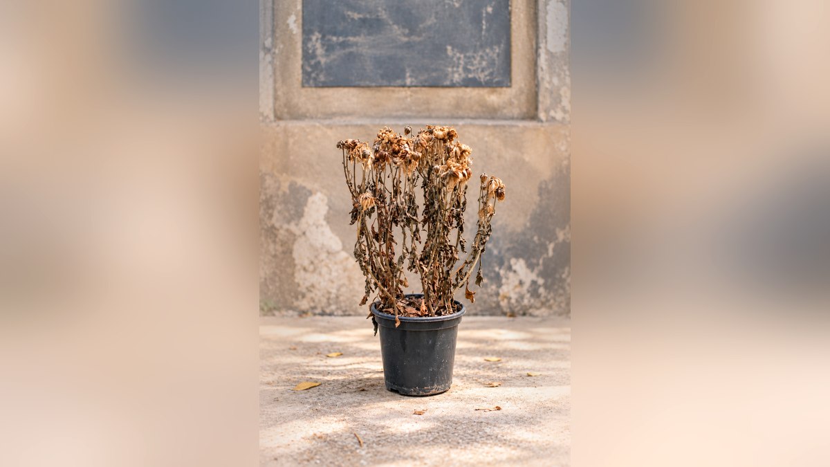 Qué hacer si tu planta se marchitó y tiene las hojas caídas